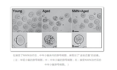 NMN-逆轉(zhuǎn)衰老