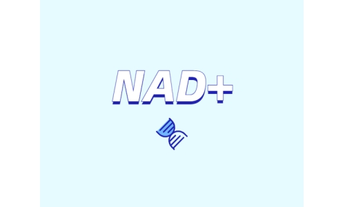 NAD與NMN的全新概念？